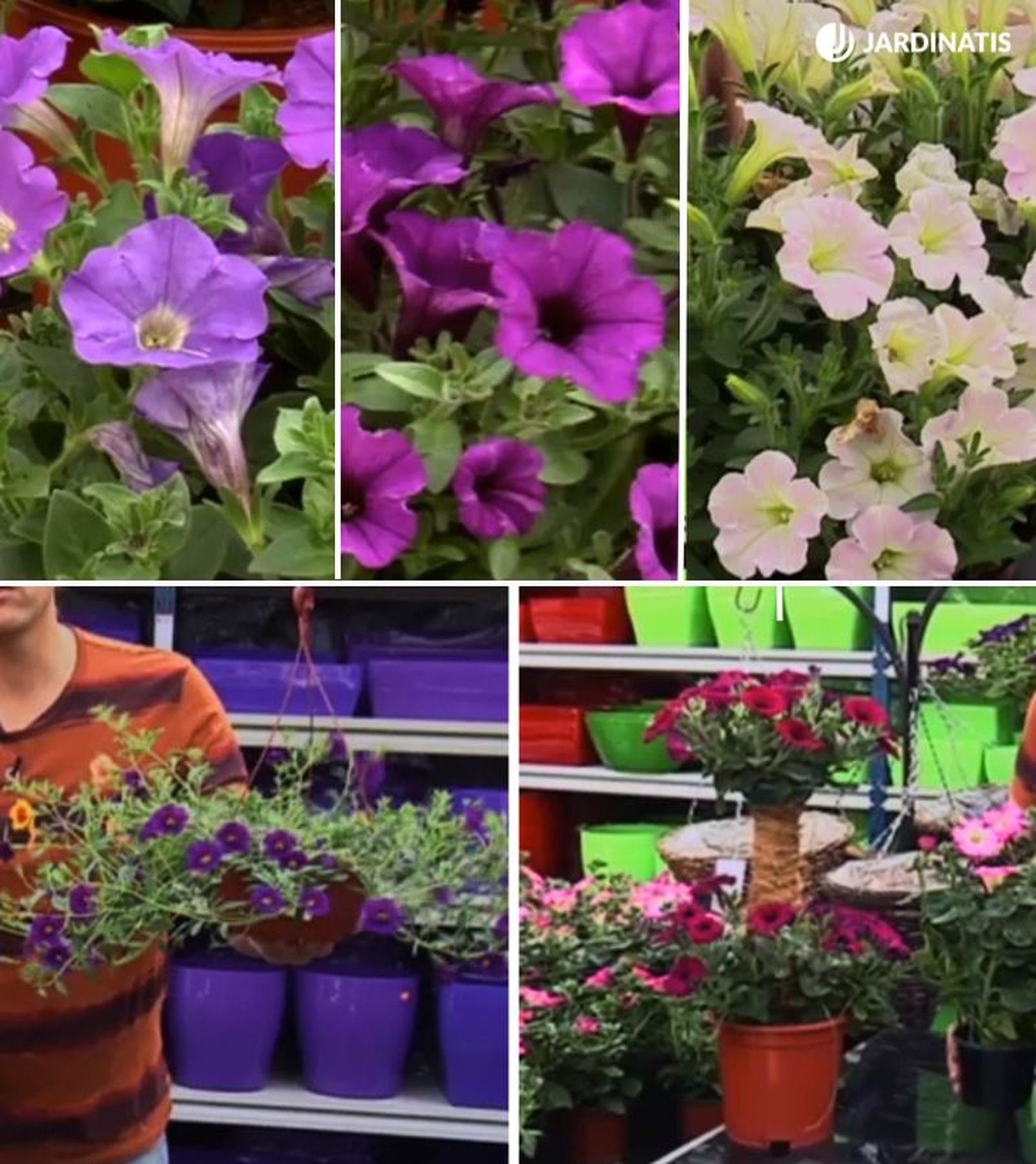 cultivares de surfinias