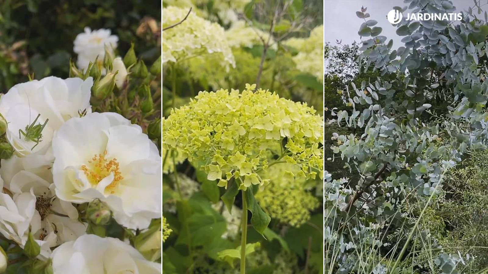 plantas blancas verdes y grises combinacion espectacular para el jardin jardinatis