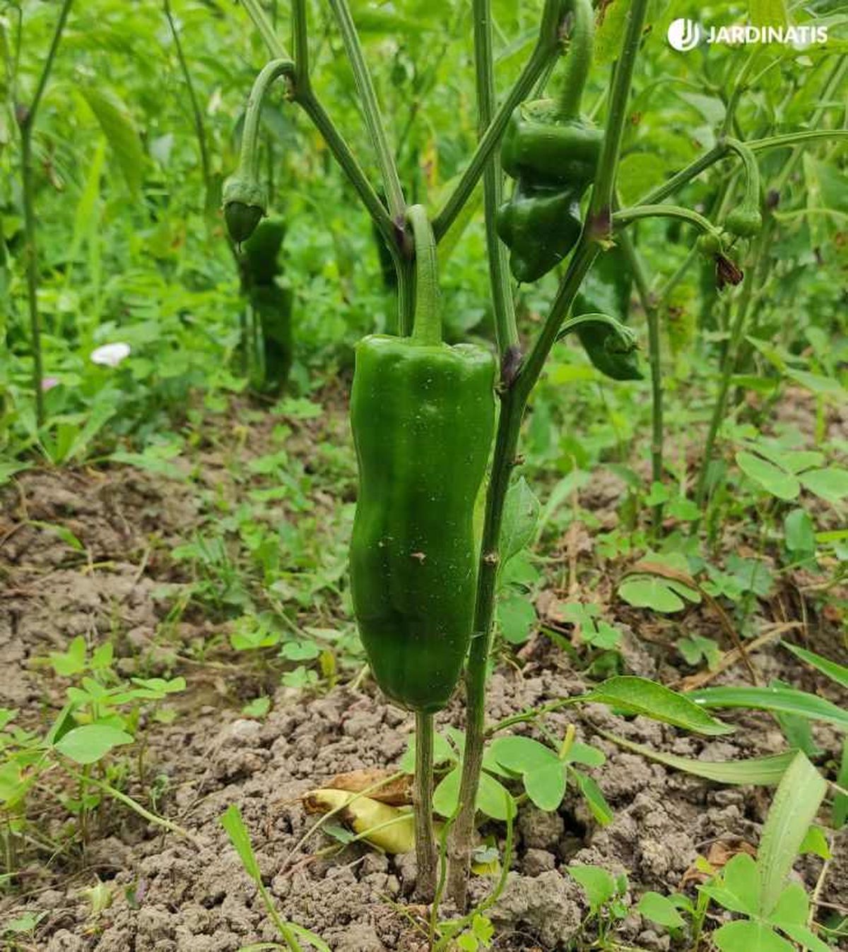 Planta de pimiento