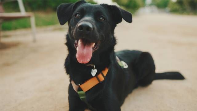 nombres para mascotas razas perros negros