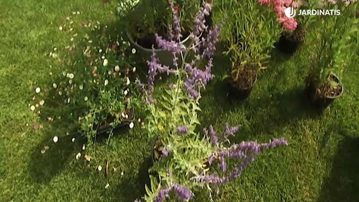 planta salvia rusa brico 658 jardin