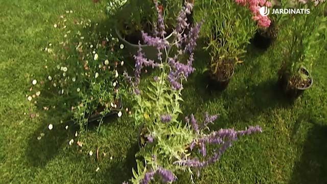 planta salvia rusa brico 658 jardin