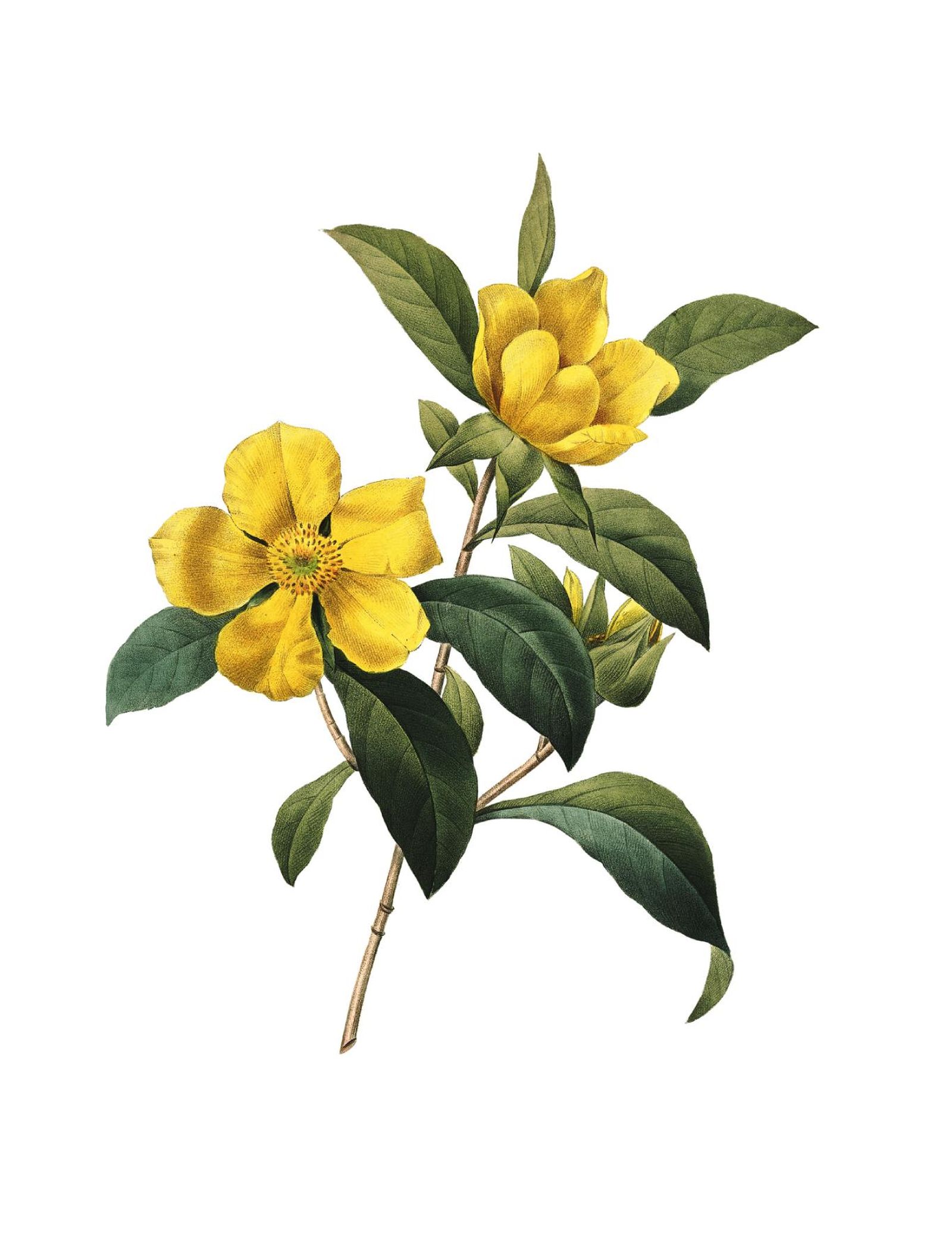 Ilustración de flor hibbertia scandens.