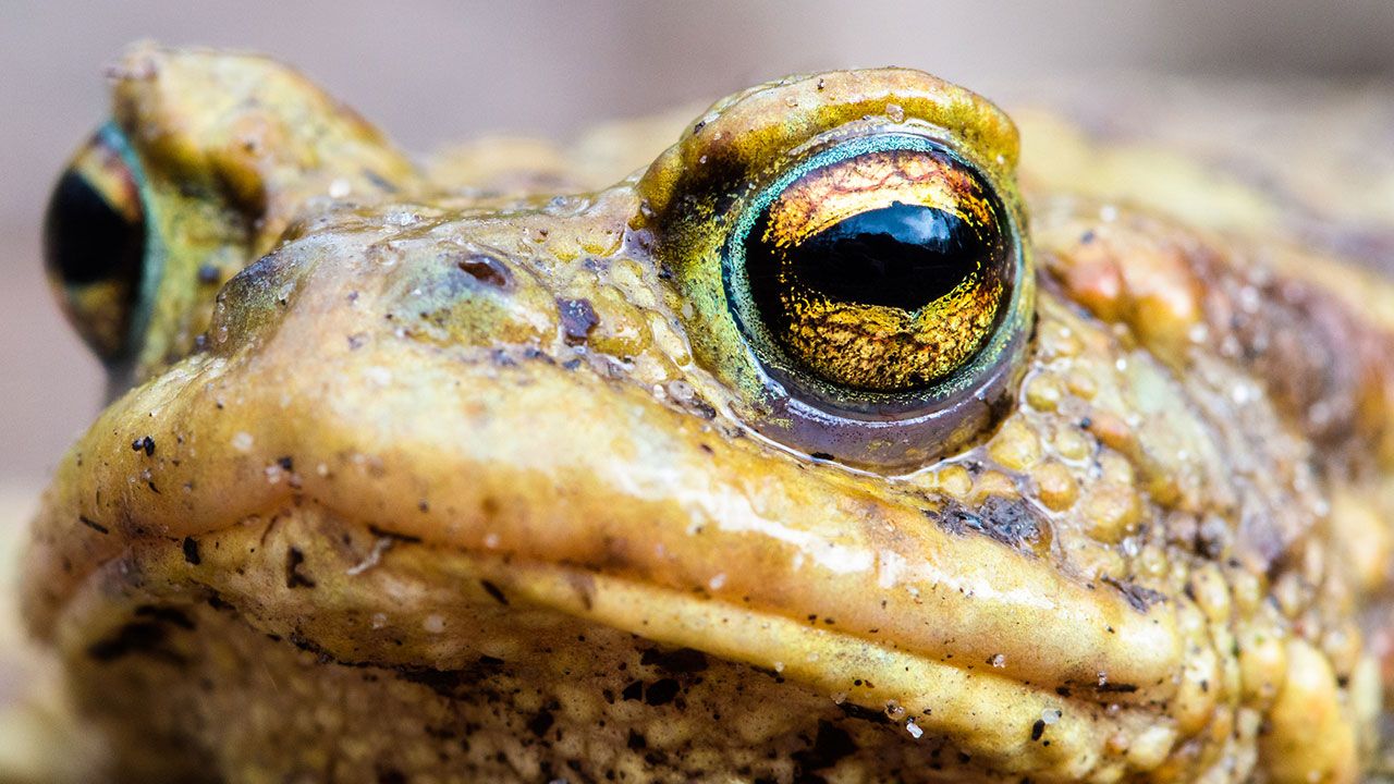 Sapo Bufo 2