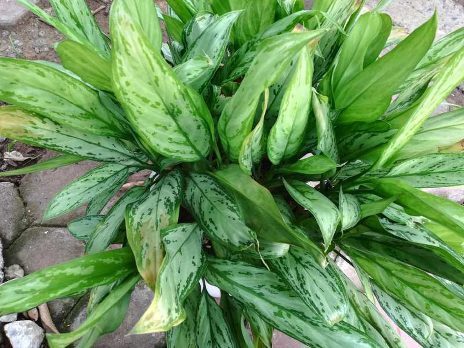 La Aglaonema Silver Queen se adapta a una gran variedad de condiciones.