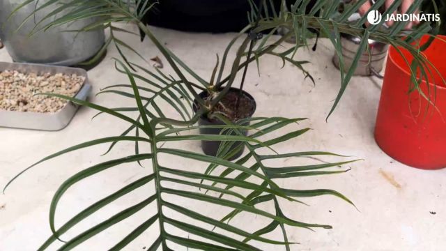 Philodendron tortum