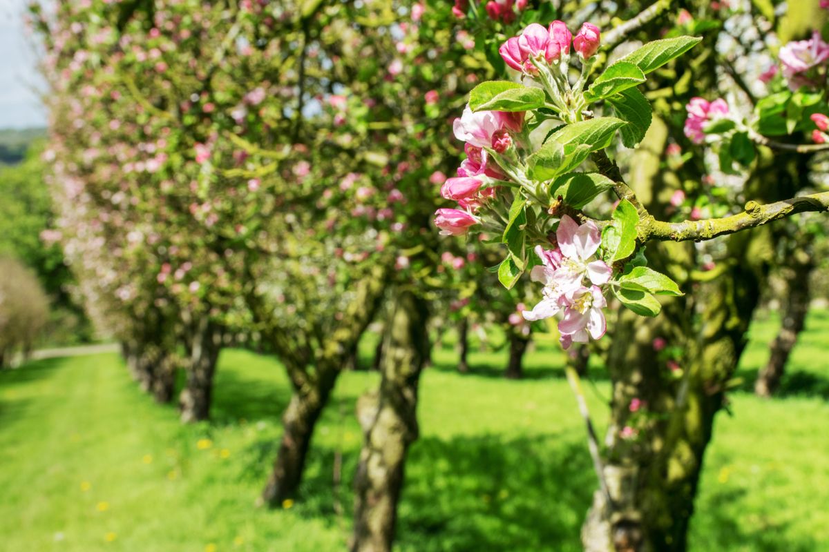 5 árboles frutales para cultivar en jardín o en maceta