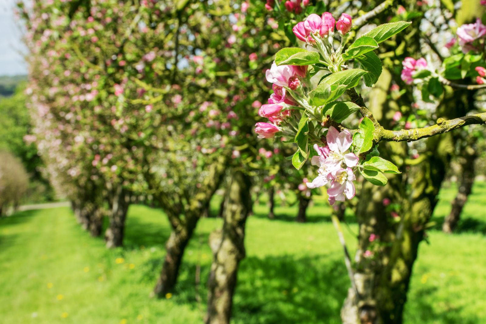 5 árboles frutales para cultivar en jardín o en maceta