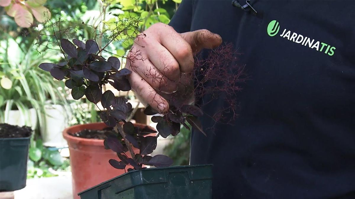 brico 1041 jardin arbol de las pelucas ramas