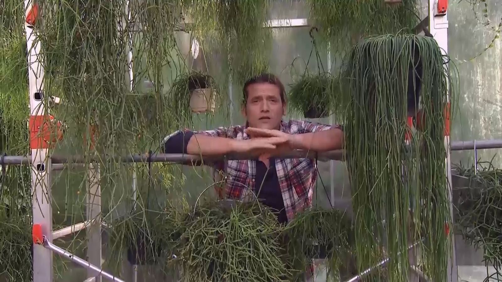 deco 691 variedades rhipsalis cilindrico inicio