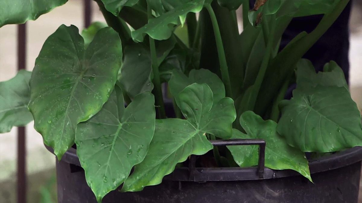 brico 1008 alocasias hijuelos