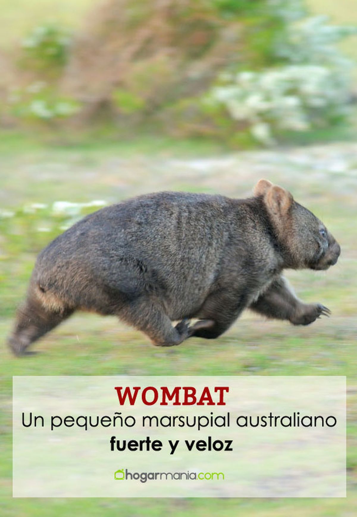 wombat pin