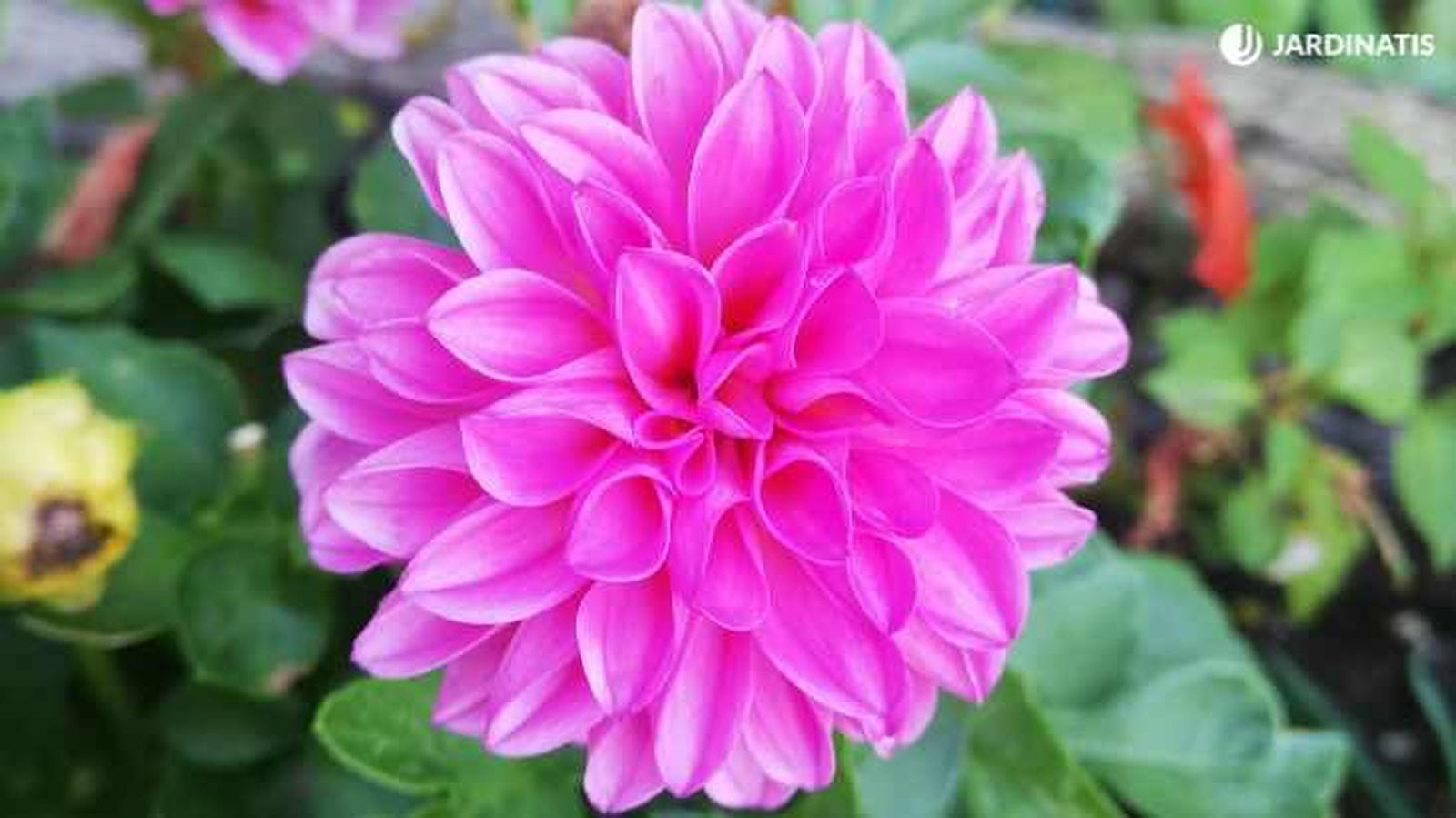Dalia de flor rosa