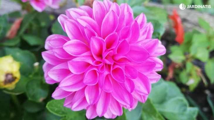Dalia de flor rosa