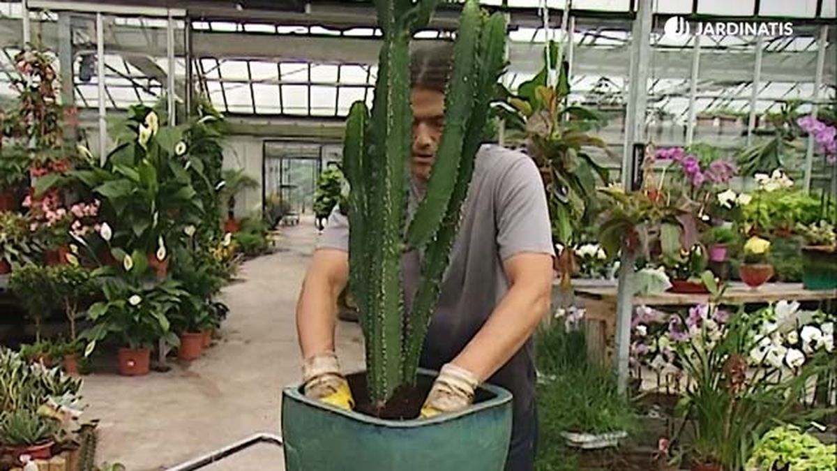 trasplante euphorbia ingens deco 313 jardinatis