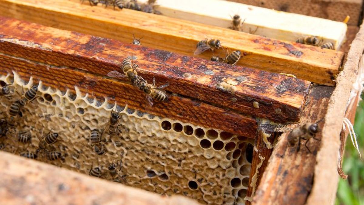 Panal de abejas