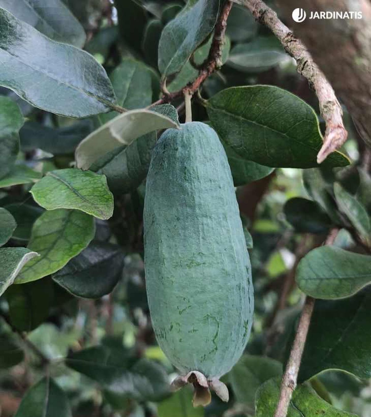 Feijoa en el árbol