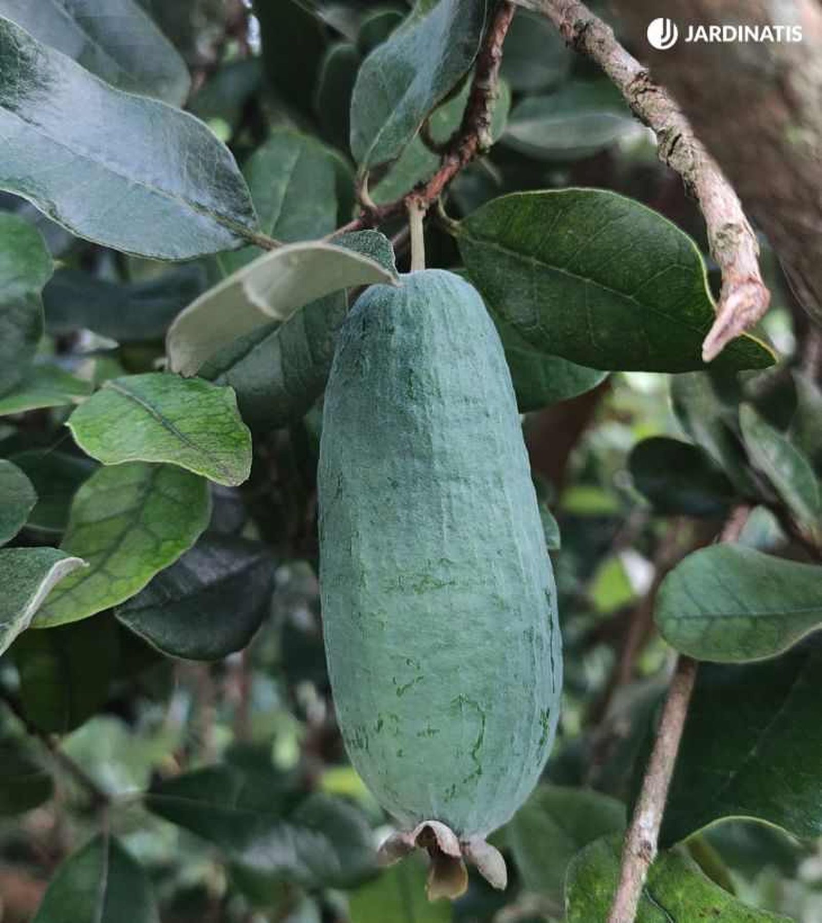 Feijoa en el árbol