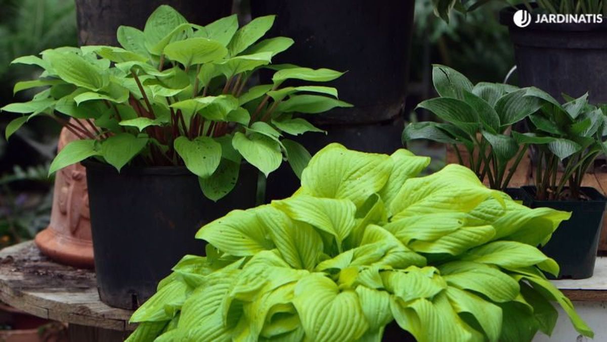 Hostas y hermosas