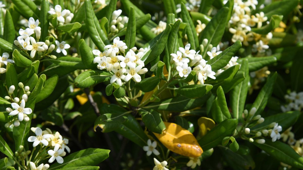 Pitosporo planta para zona de costa