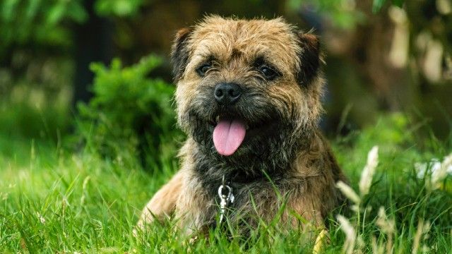 cuantas razas de perros hay 15