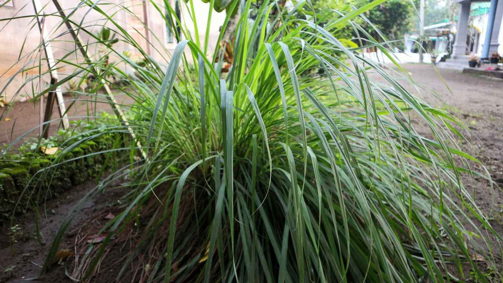 Cymbopogon nardus en exterior