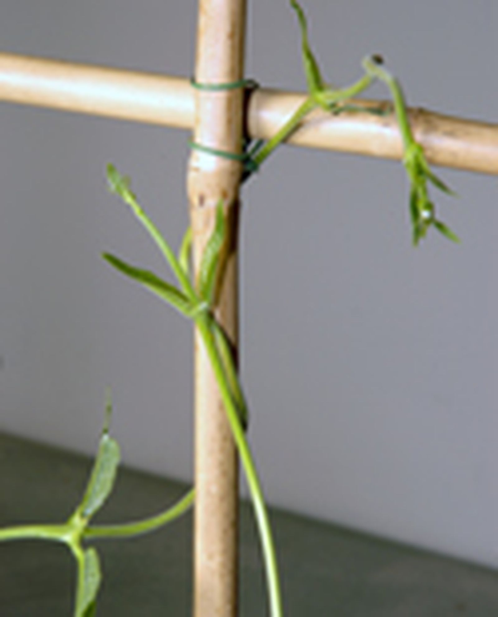 65204 dipladenia p05