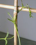 65204 dipladenia p05