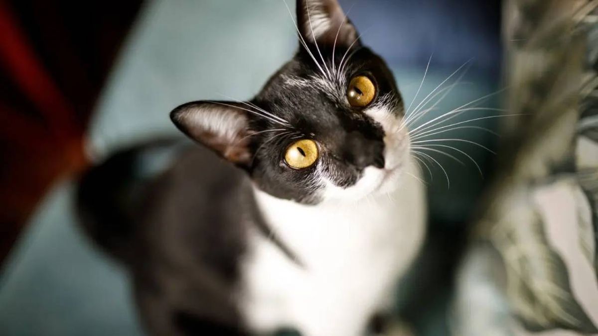 feromonas para gatos 2 (1)