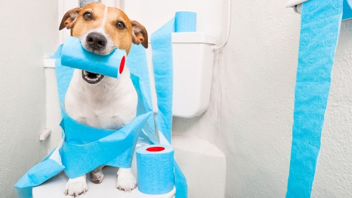 como cortar diarrea perros remedios caseros 1