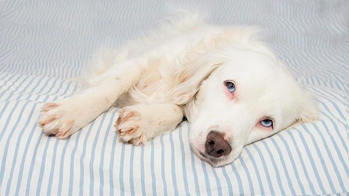 los 6 parasitos mas frecuentes en perros malestar