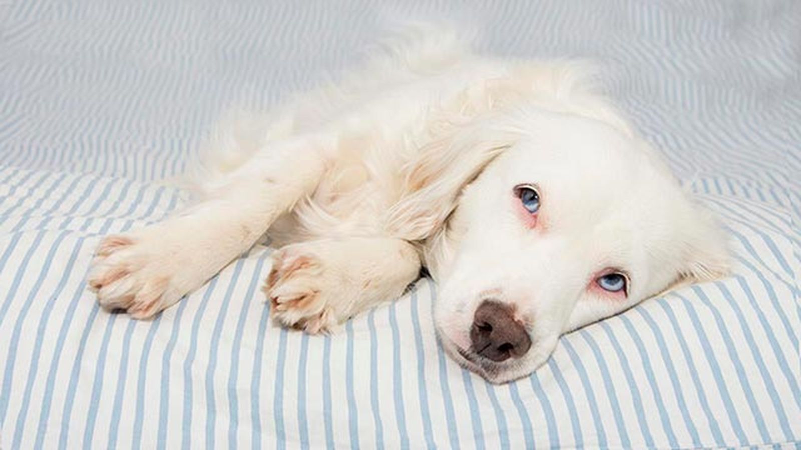 los 6 parasitos mas frecuentes en perros malestar
