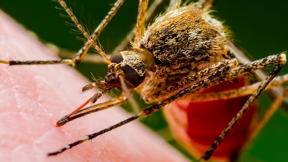 que pasaria si desaparecieran los mosquitos 10