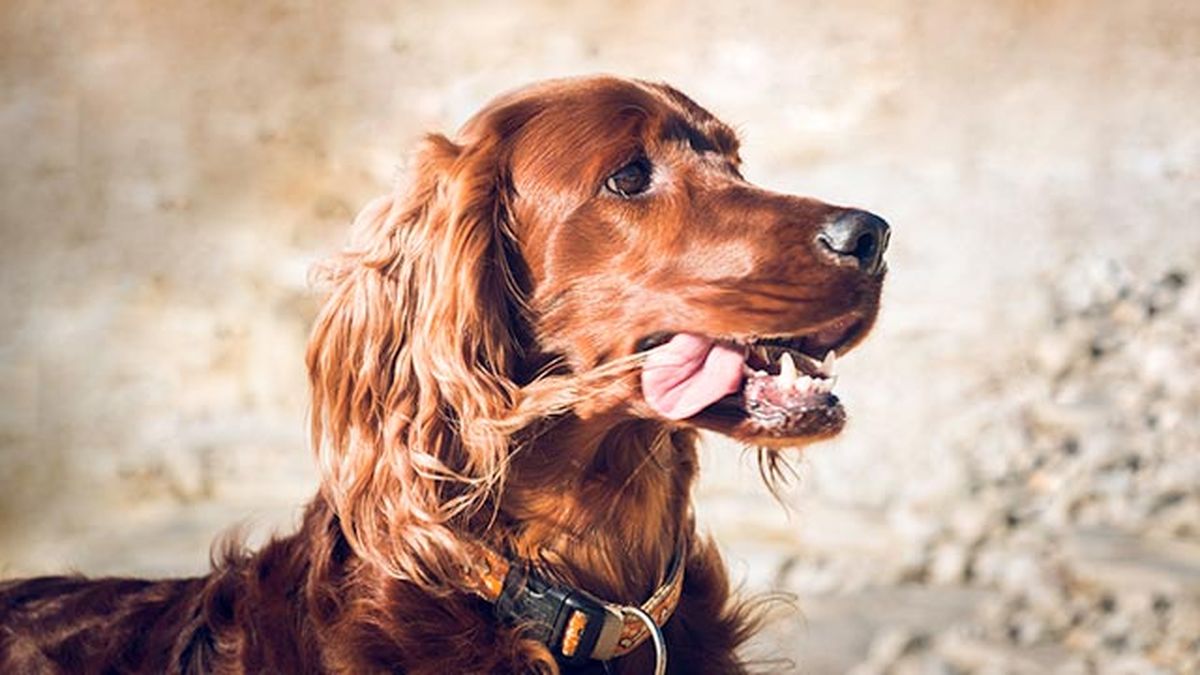 setter irlandes rojo