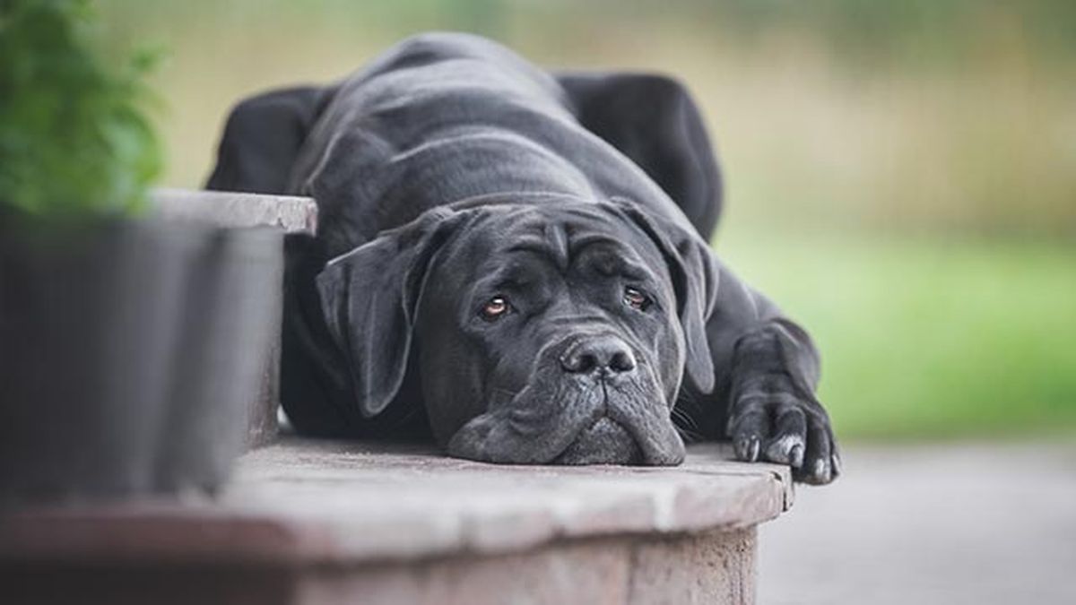 cane corso tumbado