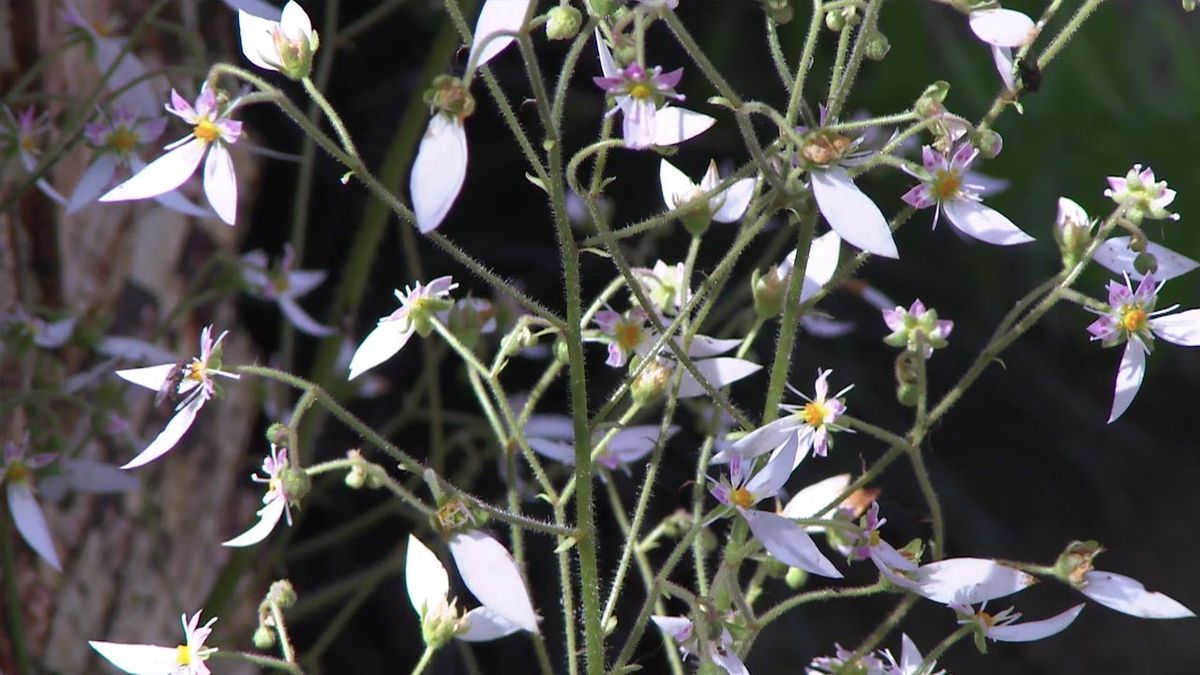 deco 777 jardin saxifragas flores
