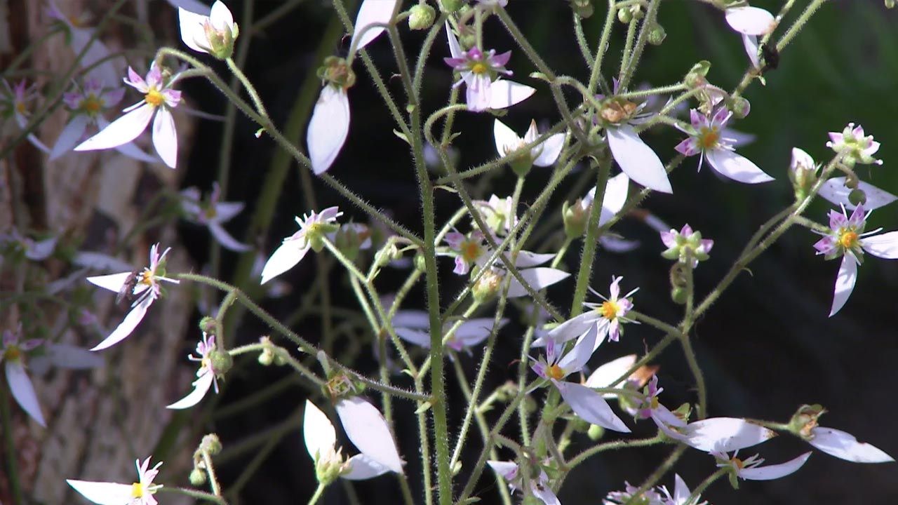 deco 777 jardin saxifragas flores