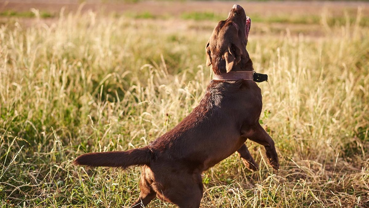 combatir parasitos externos 4