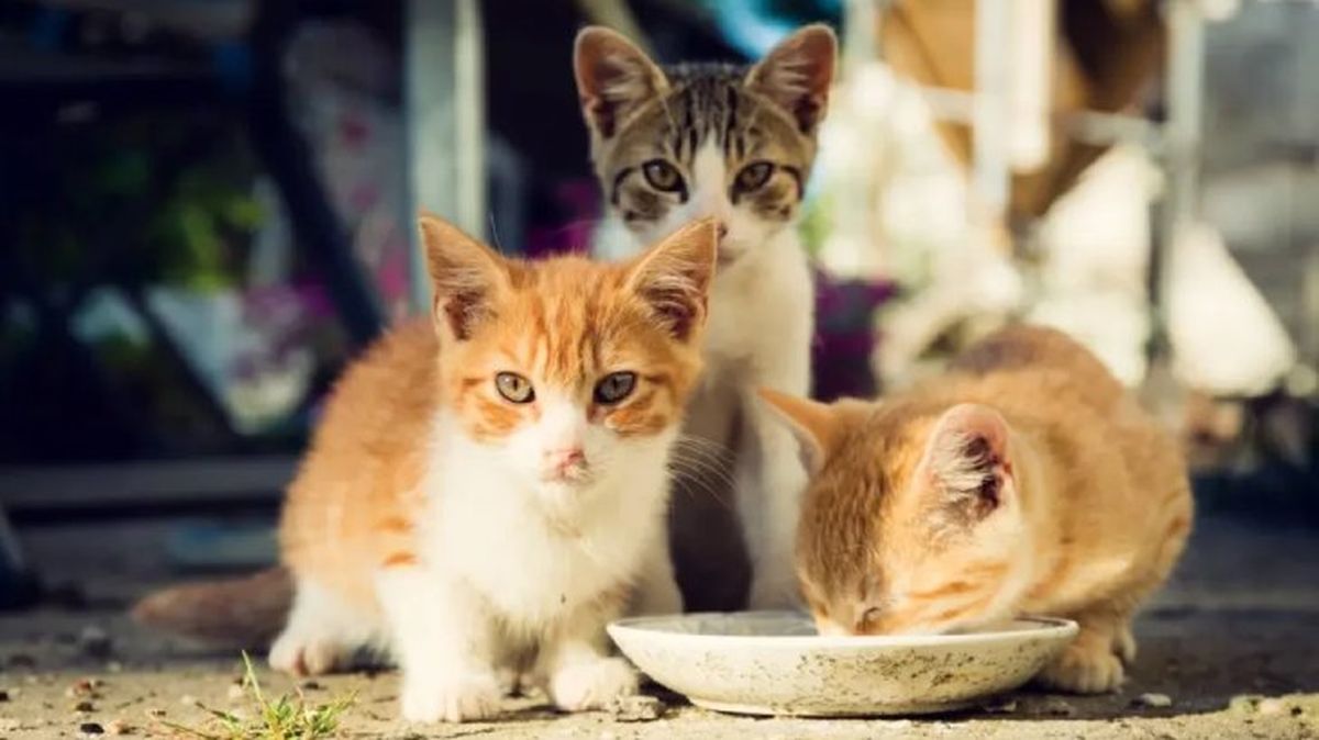 toxoplasmosis en gatos 3