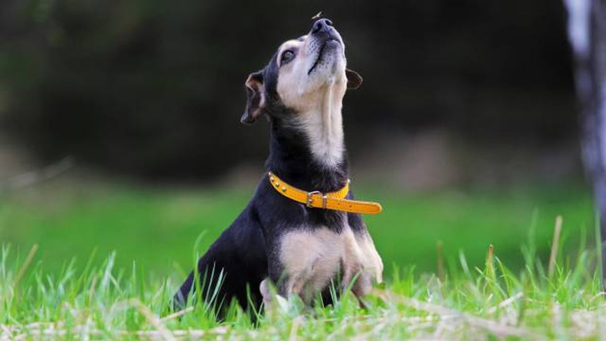 proteger a mascotas de picadura mosquitos productos antiparasitarios