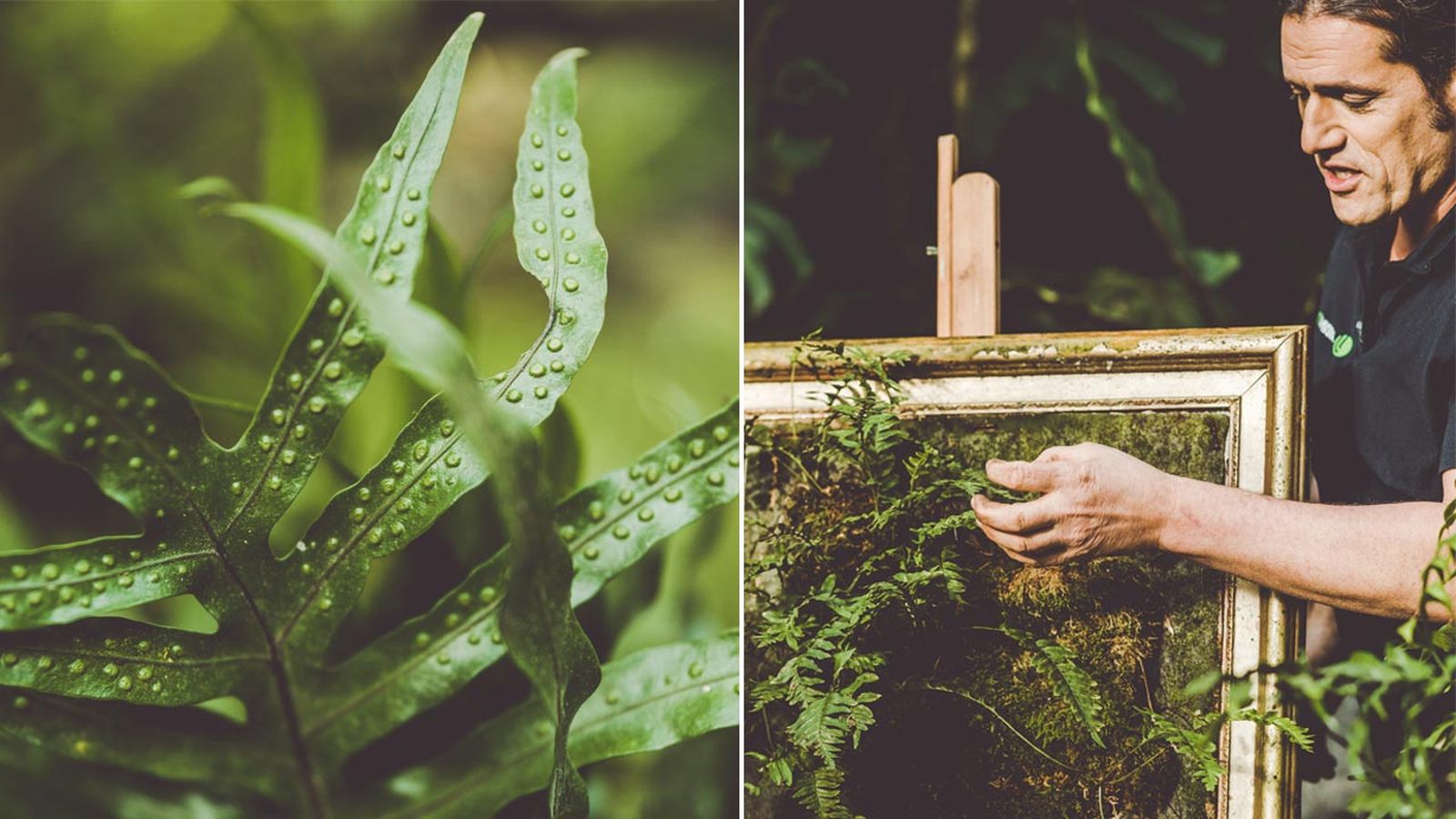 brico 1018 jardin Helecho Microsorum pustulatum caracteristicas  cuidados xl