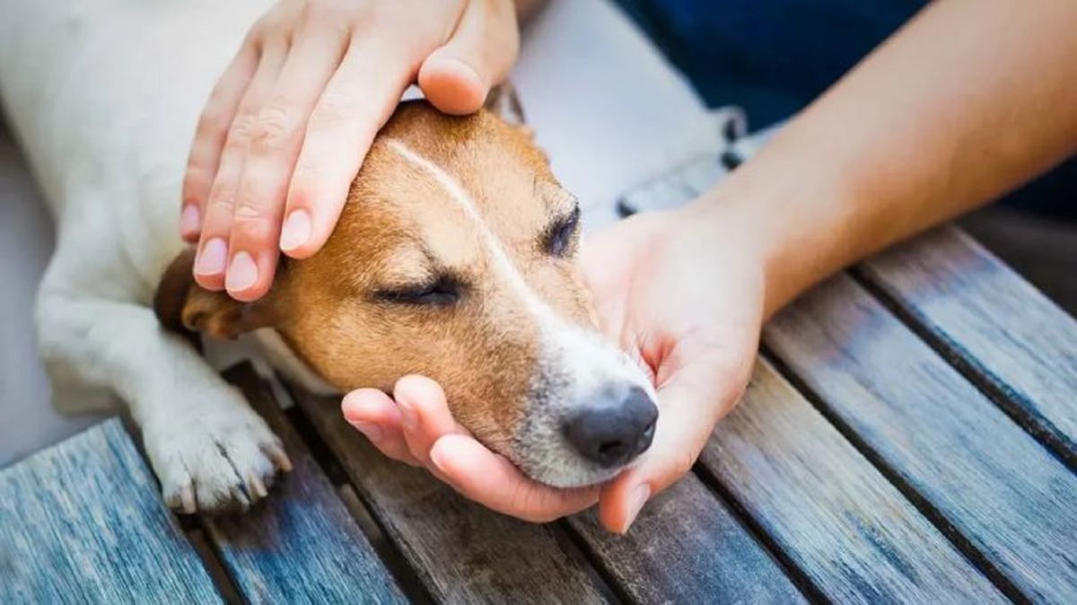 leishmaniosis canina 10