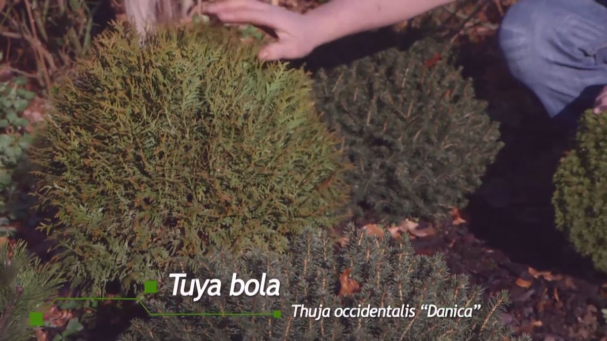 brico 939 3 coniferas forma esferica thuya occidentalis danica