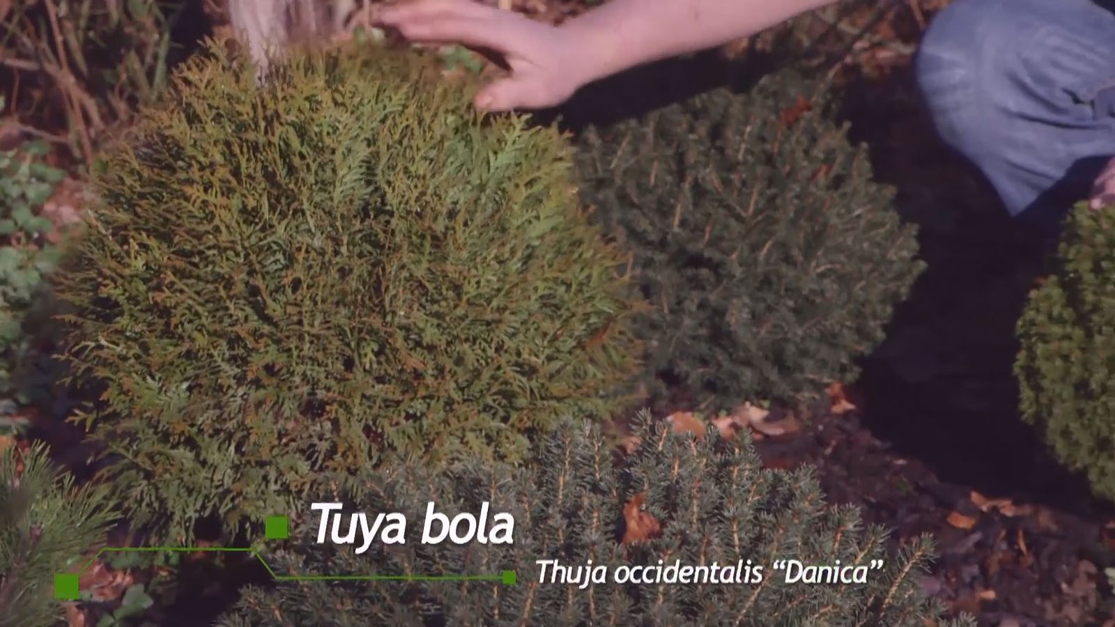 brico 939 3 coniferas forma esferica thuya occidentalis danica