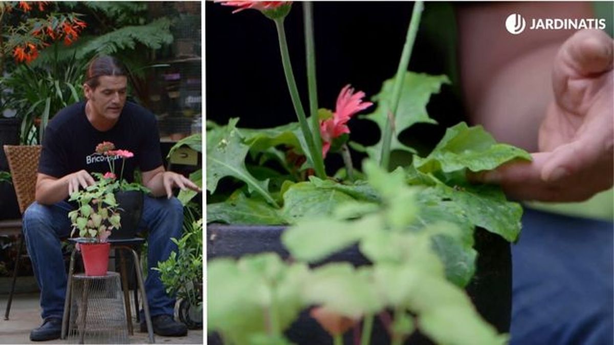 planta gerbera con clorisis ferrica