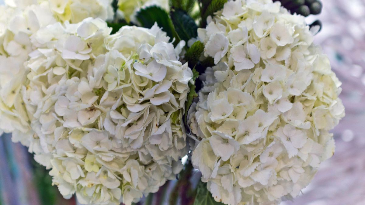 regalar hortensias blancas xl