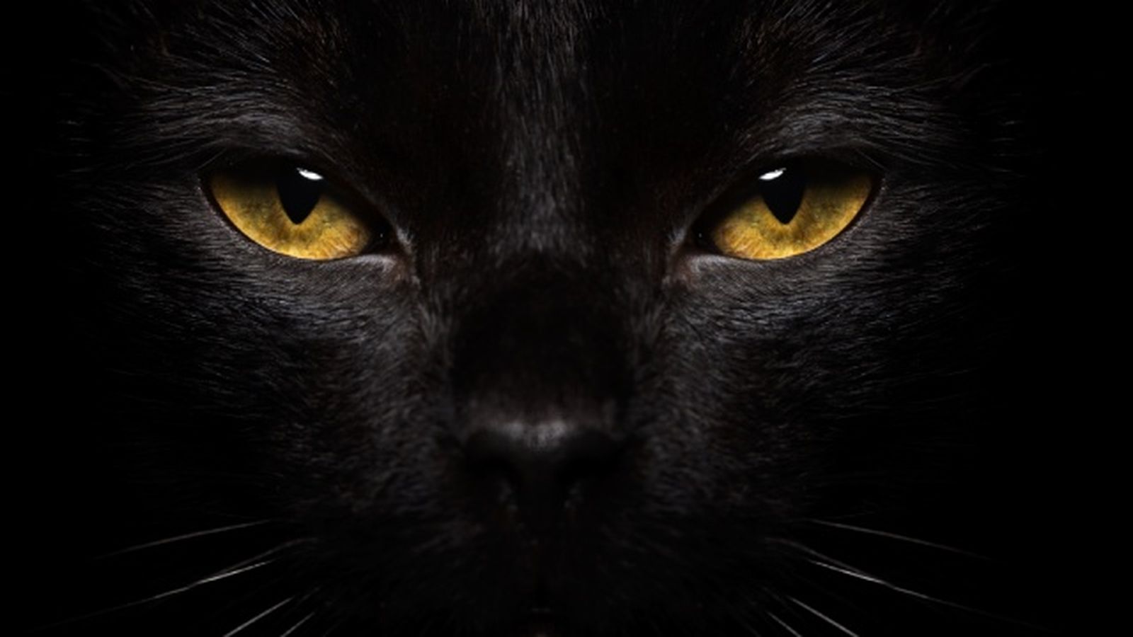 animales nocturnos 2