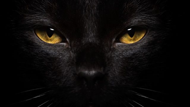 animales nocturnos 2