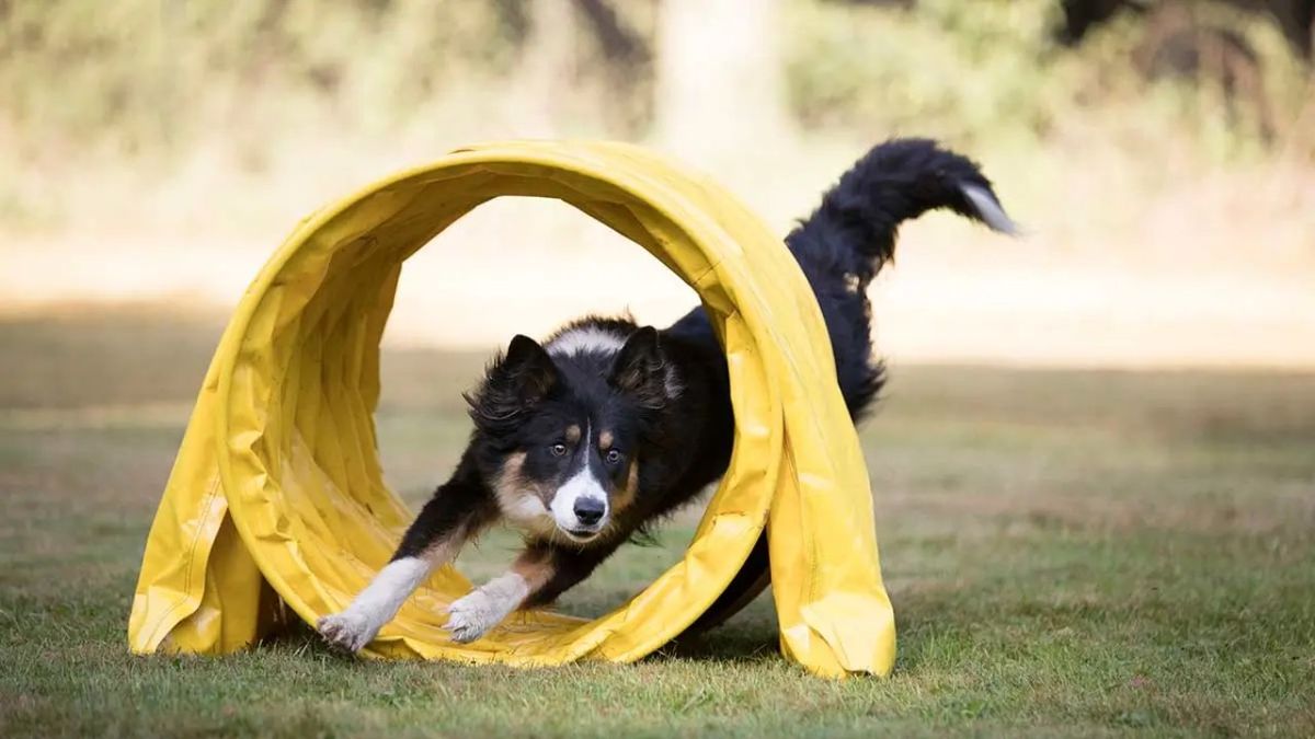 perros mas inteligentes ok