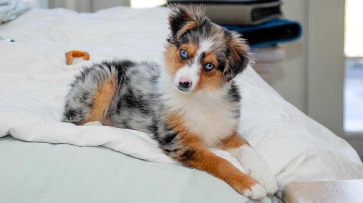 seguros para mascotas 3